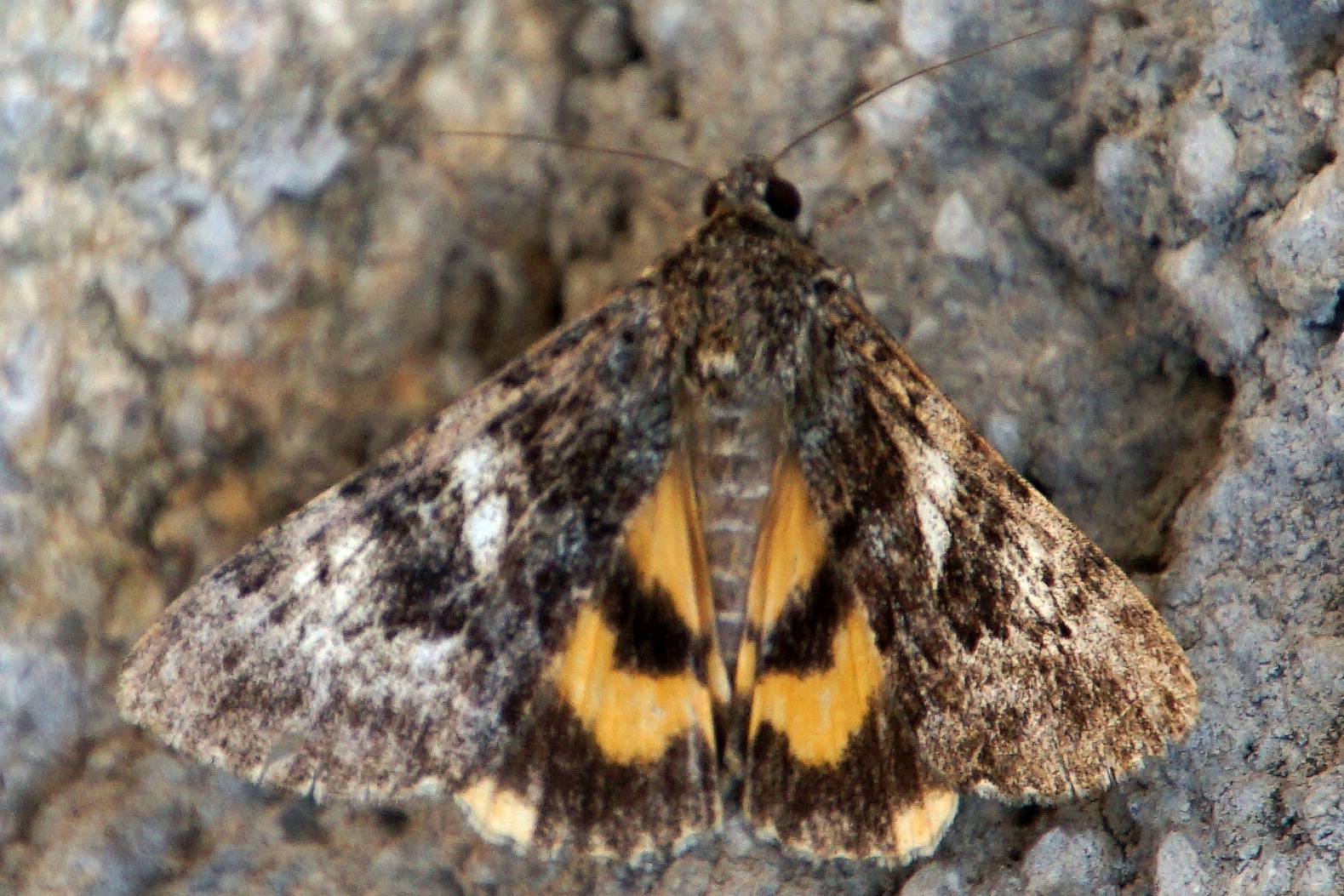 Parasa insignis - Schmalflügeliges Gelbes Ordensband